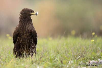 Greater Spotted Eagle