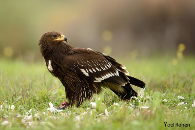 Greater Spotted Eagle