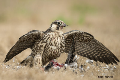 Falco peregrinus