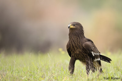 Greater Spotted Eagle