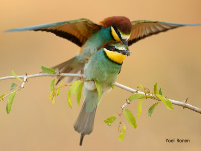 bee_eater