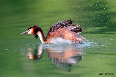 great_crested_grebe