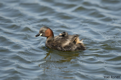 DSC_3315pb.jpg