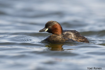 little_grebe