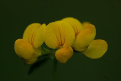 Pollen and nectar plants