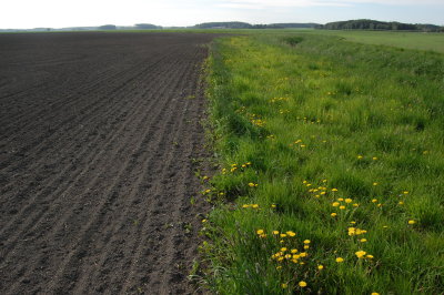 Field margins