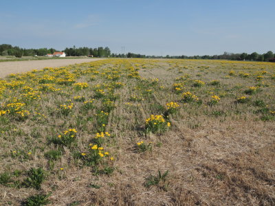 Fallow with Dandelions, Rsta. 