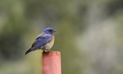 Merle bleu de l'ouest