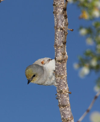 Auripare verdin