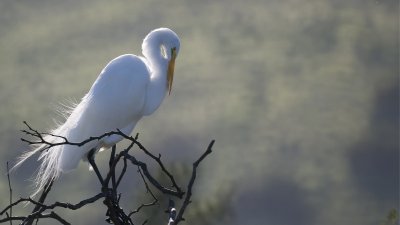 Our Feathered Friends