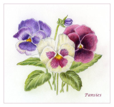 Pansies