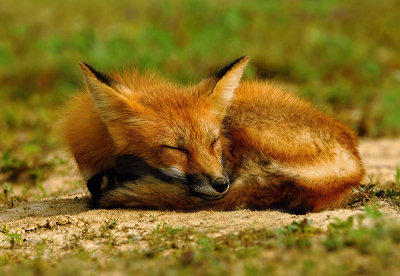 Snoozing Fox