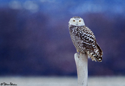 Snowy Owl