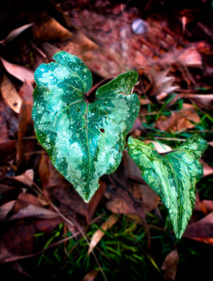 Chinese-garden-heart-leaf.jpg