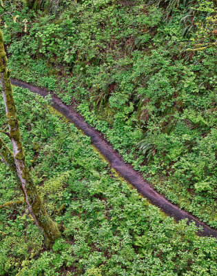 Path-through-the-woods.jpg