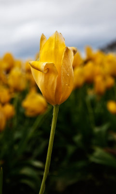 Tulip-6.jpg