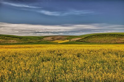 palouse_6-13