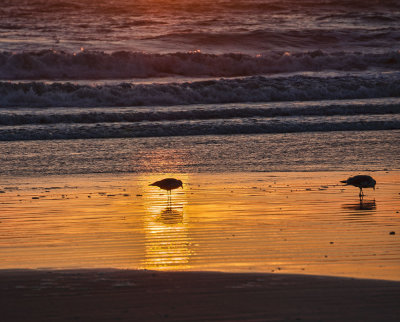 Sea-Birds-HDR-1.jpg