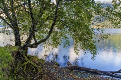 tree-roots-2.jpg