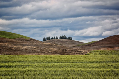 Palouse-1.jpg