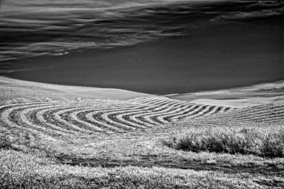 Hayfield-IR-3.jpg