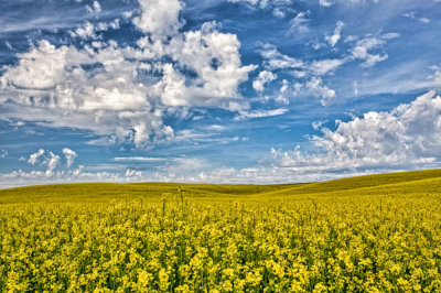 mud-flat-road-canola-2.jpg