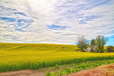 Palouse-canola-field-1.jpg