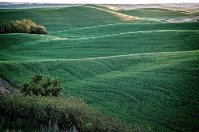 Palouse-morning-2.jpg