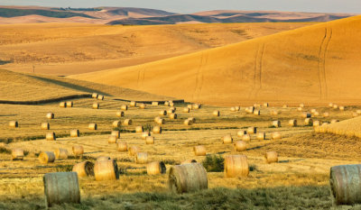 Hills-and-rolls-of-wheat.jpg