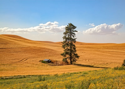 Lone-tree-1-color-cropped.jpg