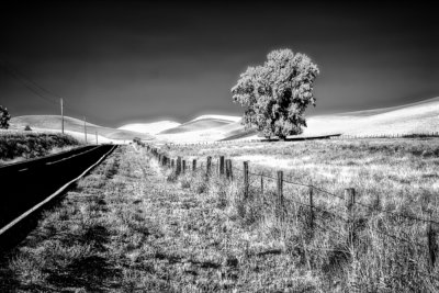 McNeilly-Rd-IR-Tree.jpg