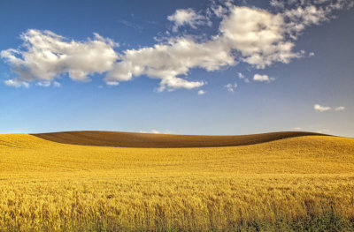 Palouse-abstract-1.jpg