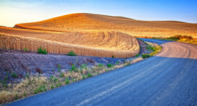 Wheat-by-the-road-1.jpg
