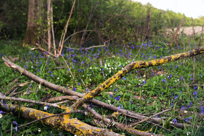 Fujifilm X-E1