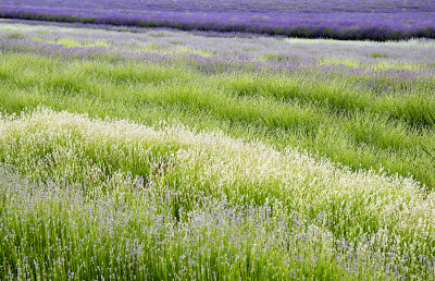 Lavender Fields Snowshill