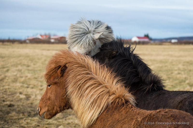 Iceland Horses