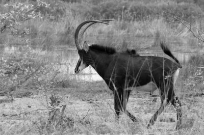 Sable Antelope