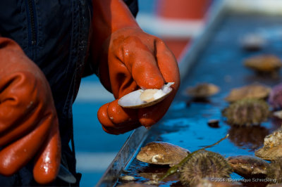 Scallop