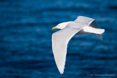 Larus argentatus