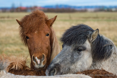 Iceland Horses