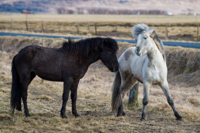 Iceland Horses