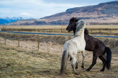 Iceland Horses