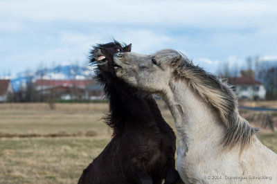 Iceland Horses