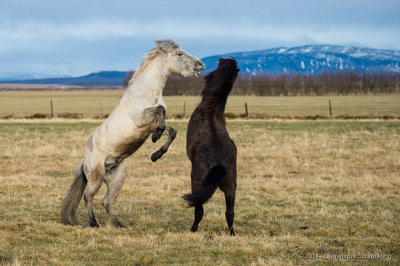 Iceland Horses