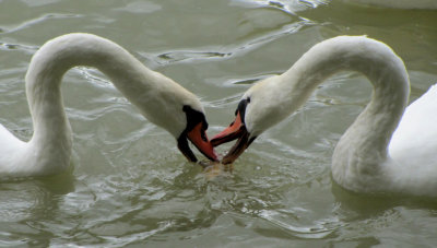 Swans