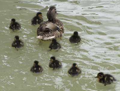 Ducks & ducklings