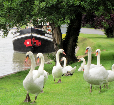 The Merganser with swans.