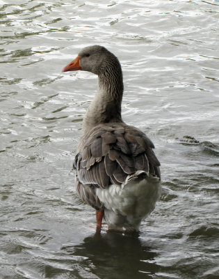 goose