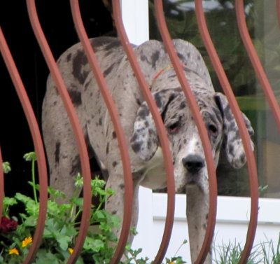 A suspicious resident of the town
