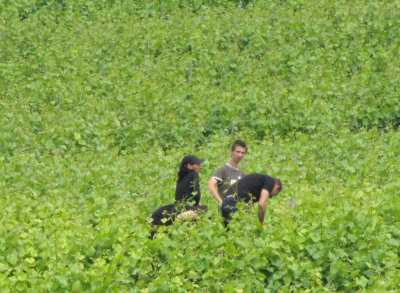 Workers in the field.